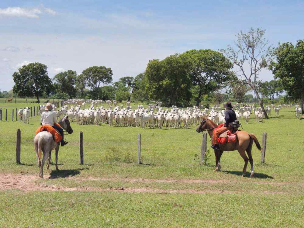 Horse Riding Holiday Pantanal, Brazil Globe Trotting Horse Riding