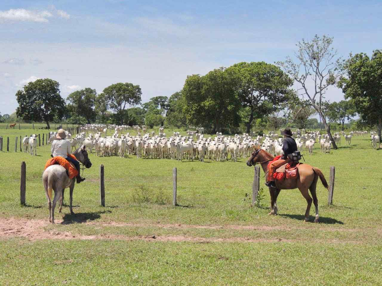 Horse Riding Holiday Pantanal, Brazil - Globe Trotting | Horse Riding ...