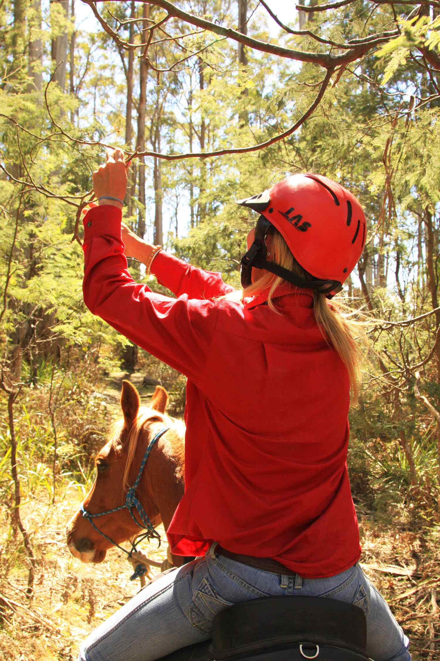 horse riding tour tasmania Horse Riding Holidays and Safaris
