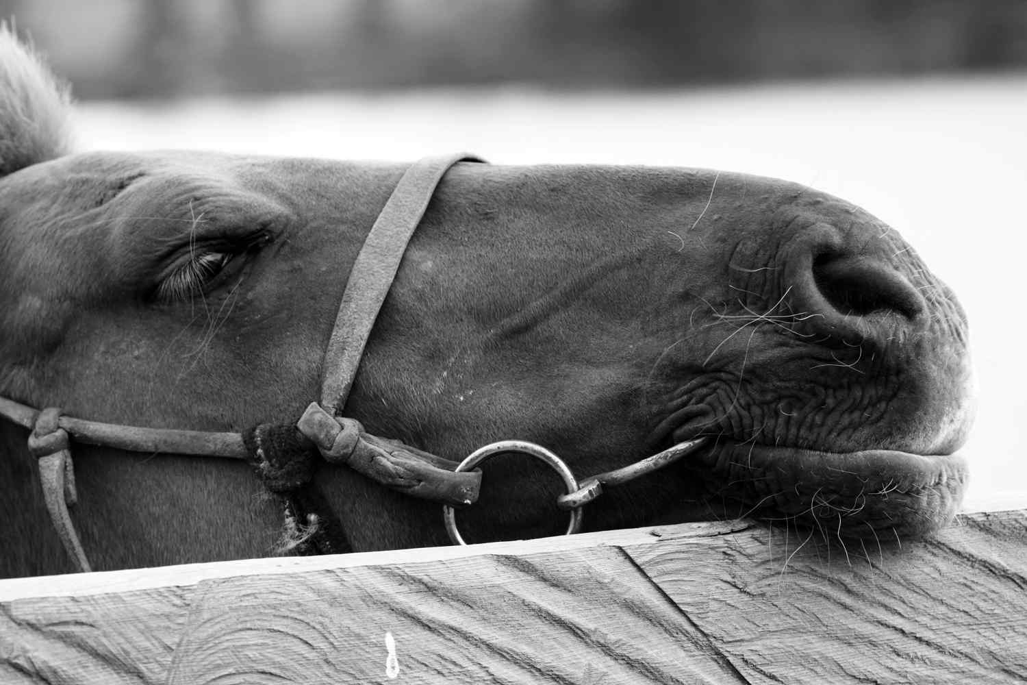 horse riding holiday mongolia