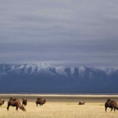 horse riding holiday mongolia