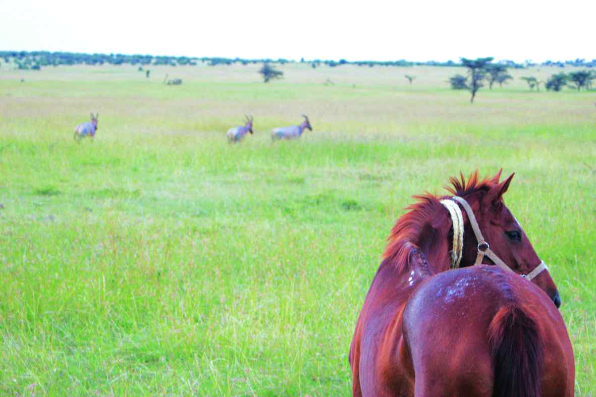 horse riding safari masai mara kenya Horse Riding Holidays and Safaris